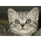 Iris, Britisch Kurzhaarkatze - Katze