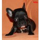 Iris, Französische Bulldogge Welpen - Hündin