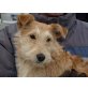 Iris, Irish-Terriermischling, sucht Pflege- oder Fixplatz - Hündin