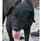 Iris, Labrador-Mix - Hündin