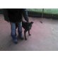 Iris, Labrador-Mix Maus-dringend - Hündin