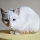 Iris, Siam-EHK - Katze