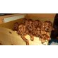 Irish Setter - Rüde