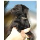 Irish Setter + Schnauzer/Labrador Welpen - Rüde