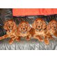 Irish Setter T-Wurf vom Franzosenkeller ÖKV, Irish Setter Welpen - Rüde