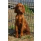 Irish Setter Welpen - Hündin