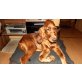 Irish Setter Welpen - Hündin