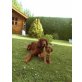 Irish Setter Welpen - Hündin