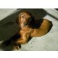 Irish Setter Welpen - Hündin