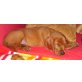 Irish Setter Welpen - Rüde