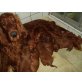 Irish Setter Welpen - Rüde
