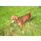 Irish Setter Welpen - Rüde