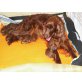 Irish Setter Welpen - Rüde