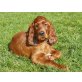Irish Setter Welpen - Rüde