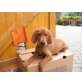 Irish-Setter und Riesenschnautzer Welpen - Rüde