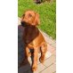 Irish-Setter und Riesenschnautzer Welpen - Rüde