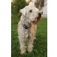 Irish Soft Coated Wheaten Terrier - Rüde