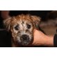 Irish Soft Coated Wheaten Terrier Welpen - Rüde