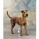 Irish Terrier Welpen - Hündin