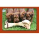 Irish Terrier Welpen - Hündin