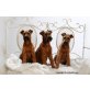 Irish Terrier Welpen - Hündin