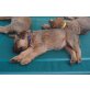 Irish Terrier Welpen, Irish Terrier Welpen - Hündin