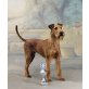 Irish Terrier Welpen - Rüde