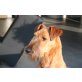 Irish Terrier Welpen - Rüde