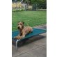 Irish Terrier Welpen - Rüde