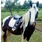 Irish Tinker - Stute