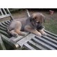 Irish Wolfhound / Labrador Mix Welpen Welpen - Rüde