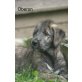 Irish Wolfhound Welpen - Hündin