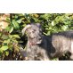 Irish Wolfhound Welpen - Rüde
