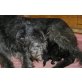 Irish Wolfhound Welpen - Rüde