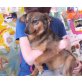 Irma, Pinscher-Mix - Hündin