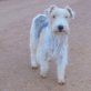 Irma liebe süße Hundemaus, Fox Terrier - Hündin