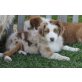 Iron, Australian Shepherd Dog - Rüde