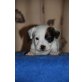 Ironman, Jack-Russell-Terrier Welpen - Rüde