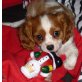 Irresistible, Cavalier King Charles Spaniel Welpen - Hündin