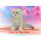 Irvin von Murrtchella, Schottische Faltohrenkatze - Kater