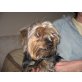 Isa, Yorkshire Terrier - Hündin