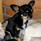 Isabel, sucht genau Sie!, Chihuahua kurzhaariger Schlag - Hündin