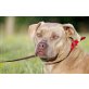 Isabella, Cane Corso-Mischlingshündin - Hündin
