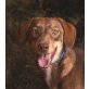 Isabella, Labrador-Mischling - Hündin