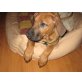 Isaji, Rhodesian Ridgeback Mischling - Rüde