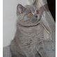 Isalie u. Ishanie, Britisch Kurzhaarkatze - Katze