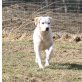 Isell, Labrador Retriever - Hündin