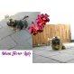 Ishana Flower Lady, Shih Tzu Welpen - Hündin