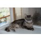 Ishy, Waldkatzen-Mix - Katze