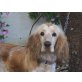 Isi, Cocker Spaniel Welpen - Hündin